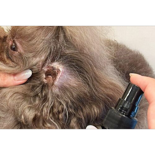 ペット用サプリ｜ ヴェルキュアバウ 腸用 パウダー 100ｇ×ワンプー 犬用モイストスプレー 100ml モイストスキン  グルタミン酸 栄養補助食品 犬猫用|undefined