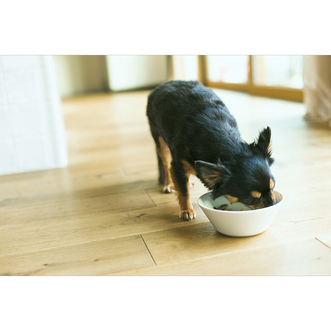 犬 関節 サプリ ｜アミノ18 1kg フィッシュ コラーゲン 犬 関節 介護 後ろ足 サプリメント パテラ チワワ 膝 亜 緑イ貝 関節ケア おすすめ |undefined
