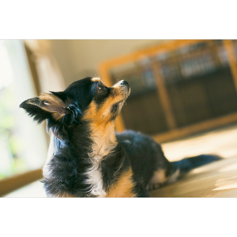 犬 関節 サプリ ｜アミノ18 1kg フィッシュ コラーゲン 犬 関節 介護 後ろ足 サプリメント パテラ チワワ 膝 亜 緑イ貝 関節ケア おすすめ |undefined