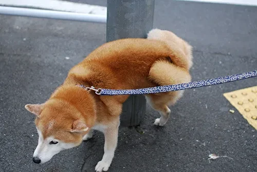 7190357754379411456.jpg?x-oss-process=image/format,webp