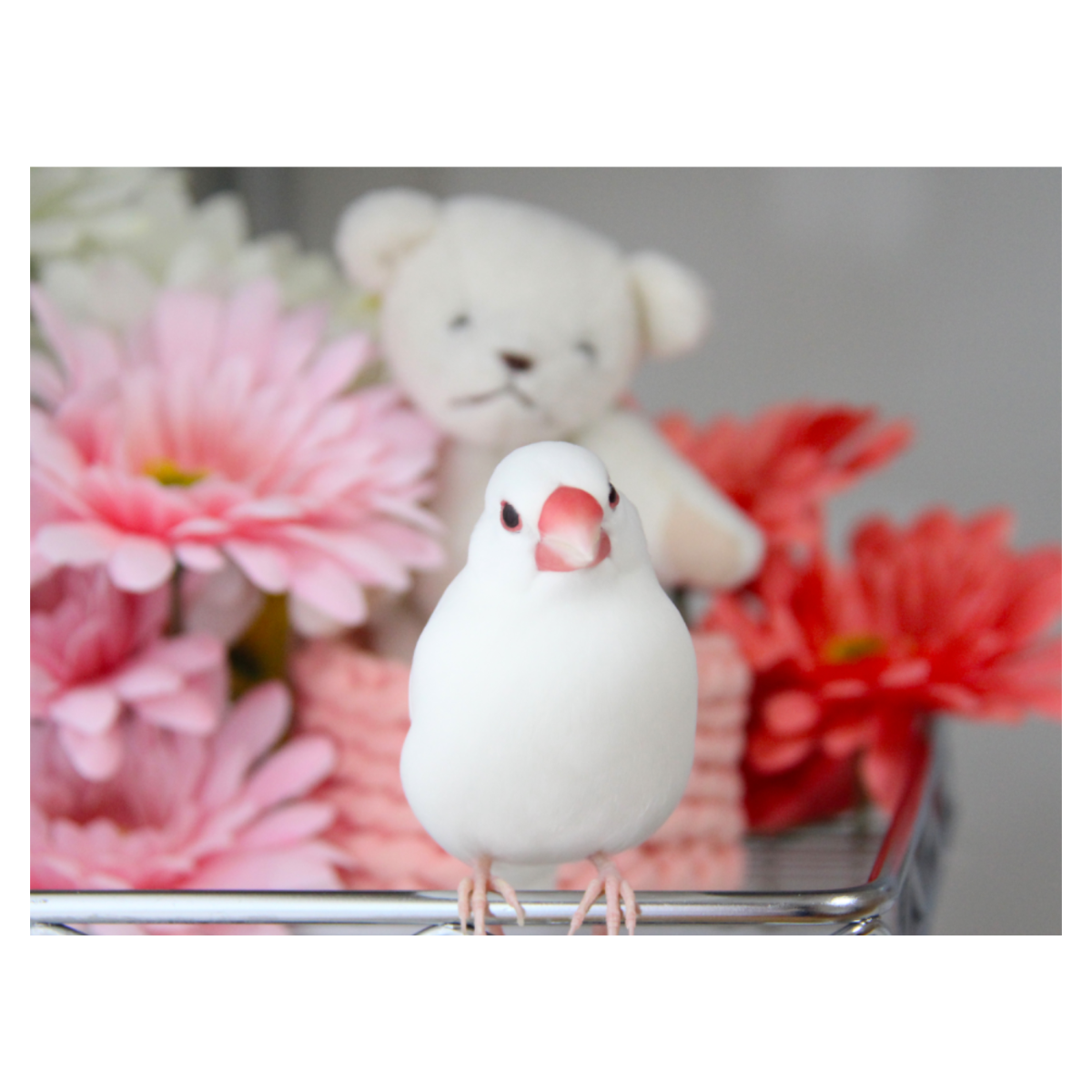 文鳥カノンのブランケット｜76*102cm・大人気・限定商品|undefined