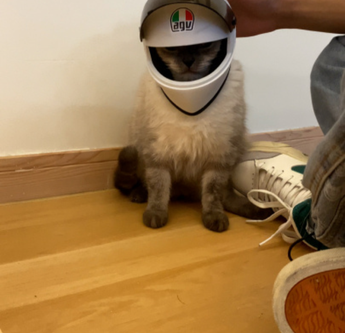 猫用ヘルメット｜楽しさと運動を促進する素晴らしいヘルメットおもちゃ