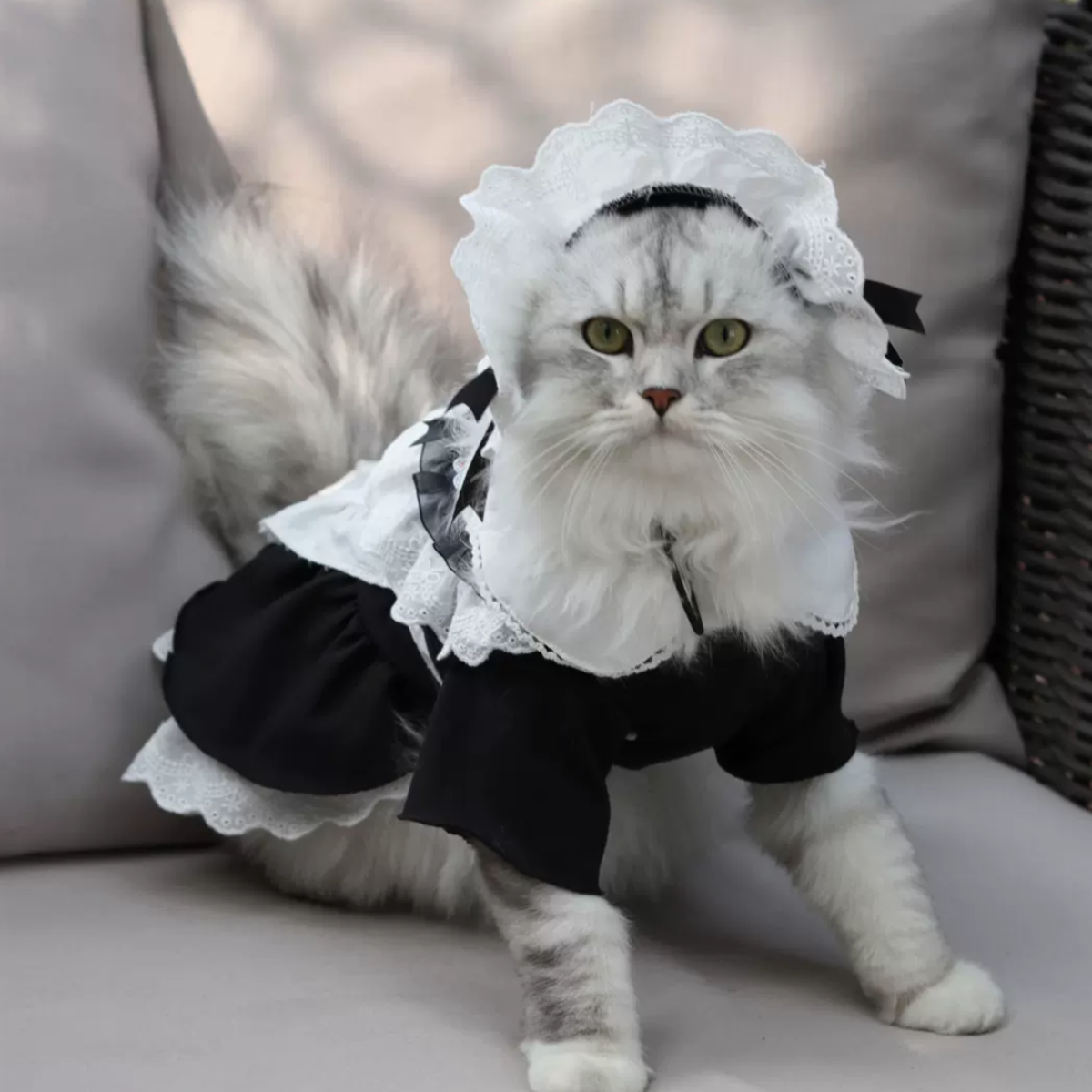 猫のメイド服｜優雅で可愛いデザイン、きれいな犬猫洋風メイド服です。