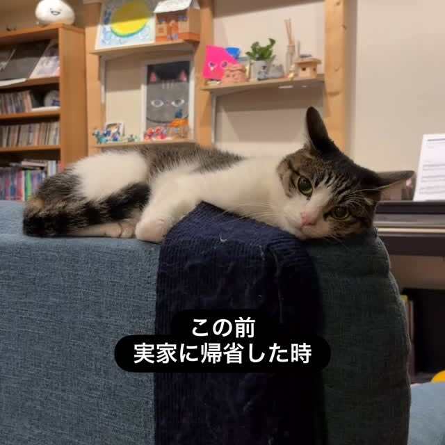 arujiru_cats