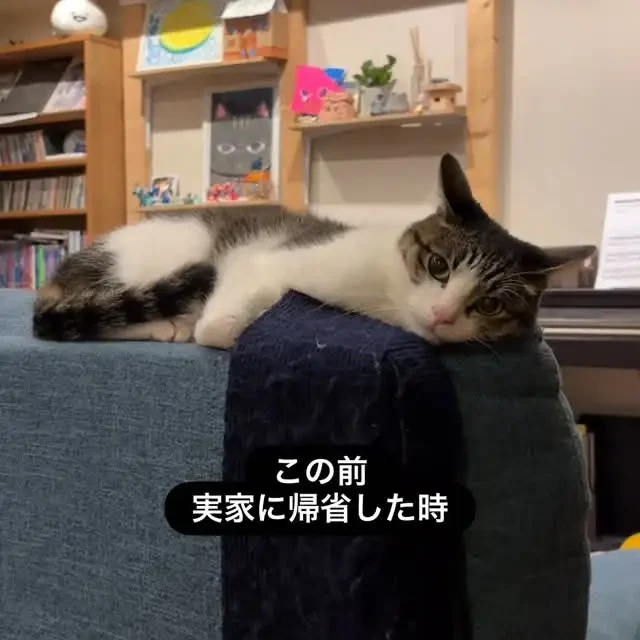 arujiru_cats