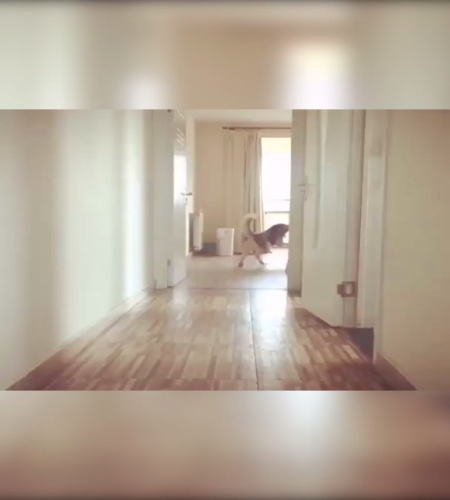 紹介動画